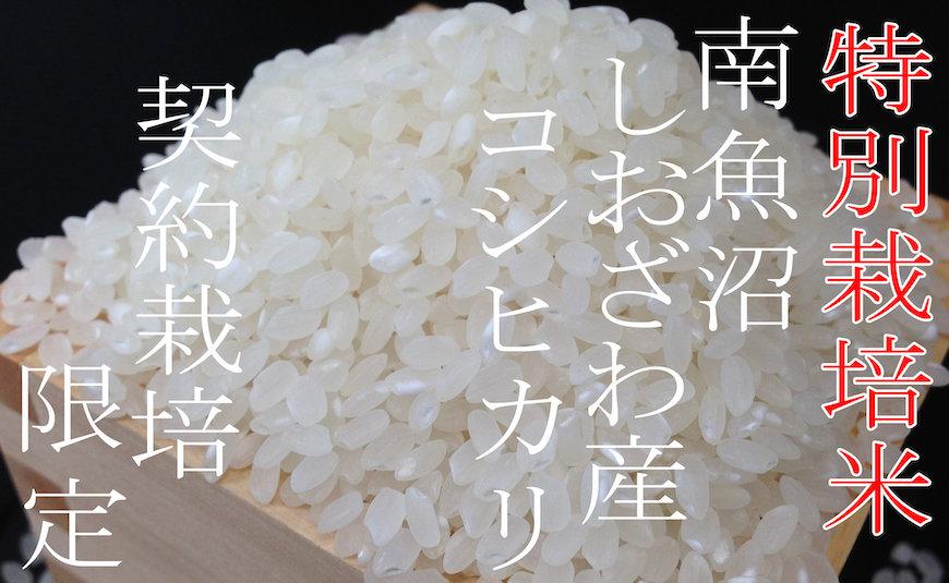 【令和7年産】【定期配送5Kg×3ヶ月】特別栽培 生産者限定  南魚沼しおざわ産コシヒカリ【2025年10月上旬より順次発送予定】