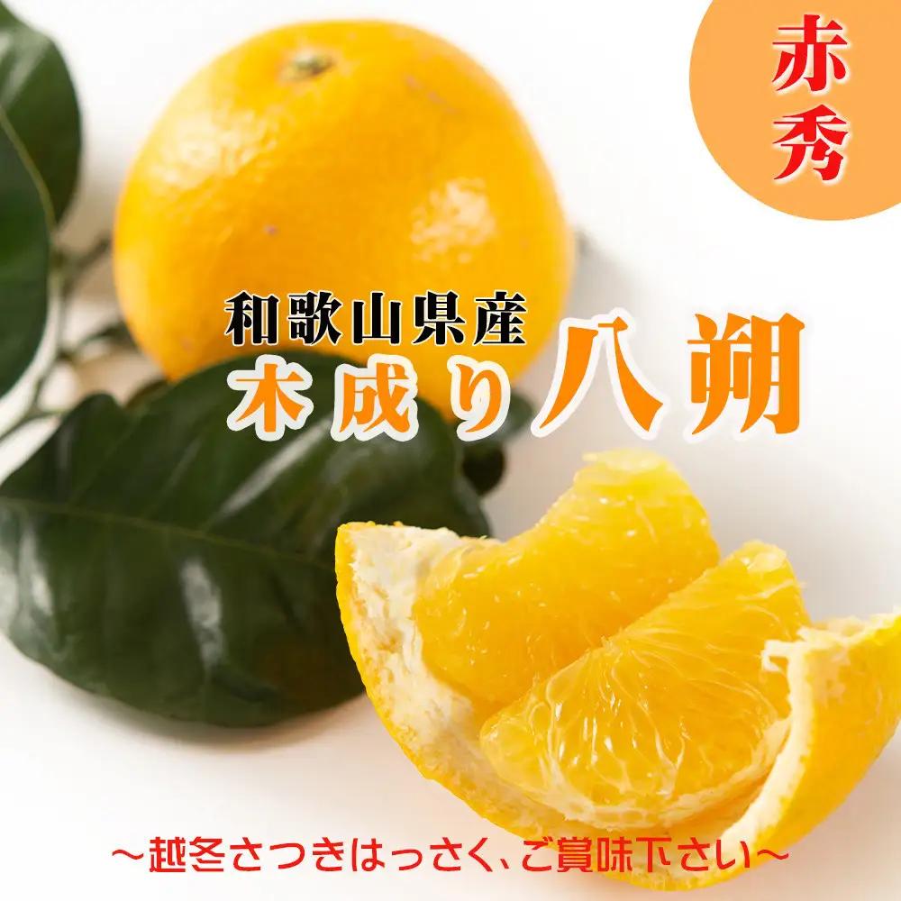 木成りはっさく 10kg 赤秀 和歌山木成りはっさく