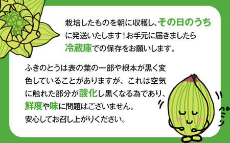 収穫から24時間以内に発送！ほろ苦い春の味わい「ふきのとう」Lサイズ1パック100g（約8個） F21T-347