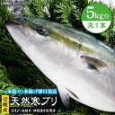 【ふるさと納税】壱岐島産 天然寒ブリ（5キロ台・丸もの） 《壱岐市》【壱岐島　玄海屋】[JBS003] ぶり 寒ぶり ブリ 魚 刺身 しゃぶしゃぶ ぶりしゃぶ 天然 処理済 5kg 丸もの 48000 48000円 冷蔵配送