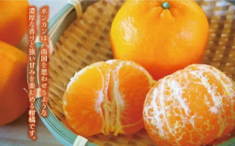 【先行予約】訳あり ぽんかん 10kg (発送期間：2027年1月下旬～無くなり次第終了) 八百みかん農園 愛媛県 愛南町