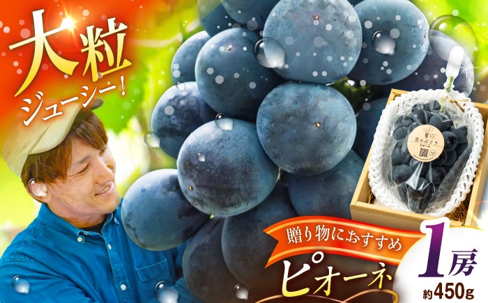 
                  【先行予約：2026年8月中旬より発送】【贈答用】旬の味わいを農家直送で！ピオーネ 1房（約450g）秀品・化粧箱入り ぶどう ピオーネ ぴおーね ブドウ 葡萄 果物 1房ピオーネ くだもの フルーツ グレープ ピオーネ1房 鮮度抜群 大粒 人気ぶどう 季節限定 先行予約 甘い 高糖度 ぶどう 巨峰 農家直送 旬 贈答 ギフト 島根県雲南市/ギアファーム [AIAB015]
                
