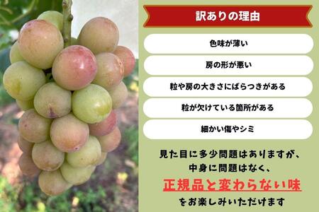 訳あり 悟紅玉  旧ゴルビー 2～3房 合計1.2kg以上 産地直送 朝採れ ぶどう 葡萄 岡山 Kawahara Green Farm　岡山県産 2025