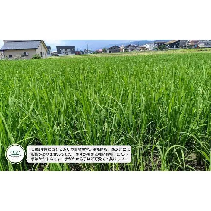 【令和8年新米予約】玄米5kg 南魚沼産新之助・農家直送_AG【令和8年10月中旬から1ヶ月以内に順次発送予定】|玄米