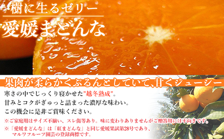 【年明け発送】紅まどんなと同品種！＜愛媛県西予市産 越冬熟成 愛媛まどんな ご家庭用 約2kg＞ 訳あり みかん 蜜柑 ミカン 柑橘 果物 フルーツ 愛媛果試第28号 期間限定 マドンナ 愛媛マドンナ