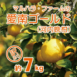 【ふるさと納税】 訳あり 河内晩柑 7kg 発送期間: 4月中旬〜8月下旬 (なくなり次第終了) 先行予約 みかん かわちばんかん 愛南ゴールド 柑橘 グレープフルーツ 和製 果物 フルーツ 愛媛 愛南 産地直送 国産 農家直送 文旦 数量限定 人気 限定 甘い