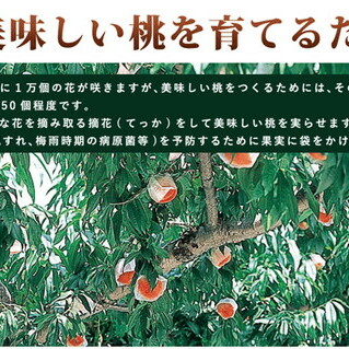 ≪秀品≫和歌山県産 白鳳 11～15玉入り◇ |産地直送 桃 果物 フルーツ もも
※離島への配送不可
※2024年6月下旬～7月中旬頃に順次発送予定