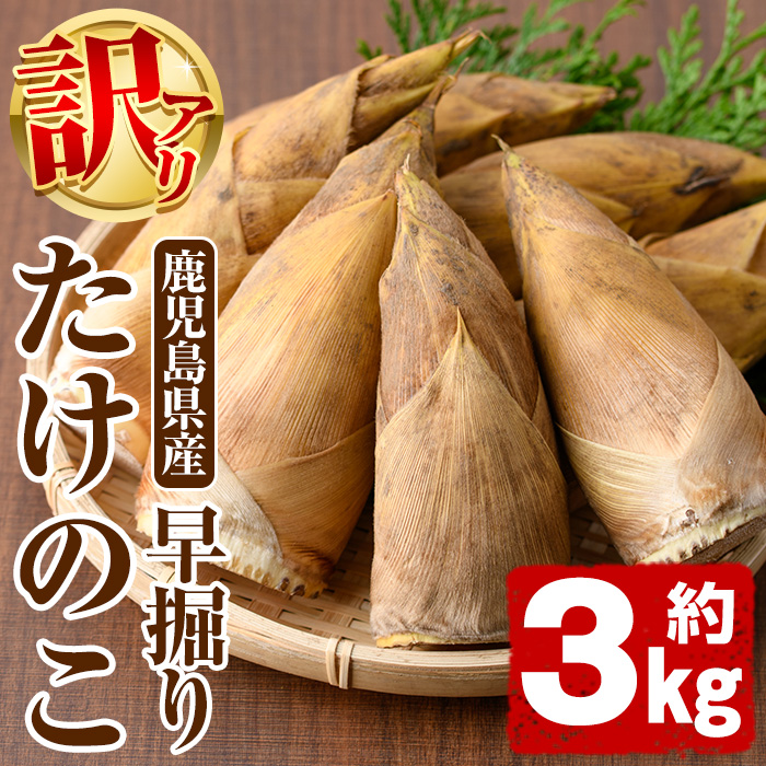 訳あり！鹿児島県産 早掘りたけのこ(約3kg) 国産 野菜 たけのこ タケノコ 筍 旬 煮物 水煮 天ぷら つくだ煮【松永青果】a-36-27-z