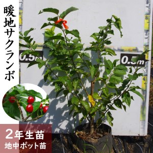 ＜すだ農園＞2年生 苗木 ◇暖地さくらんぼ [地中ポット苗 2024年] ※2025年12月上旬～2026年5月下旬頃に順次発送 ※北海道・沖縄・離島への配送不可