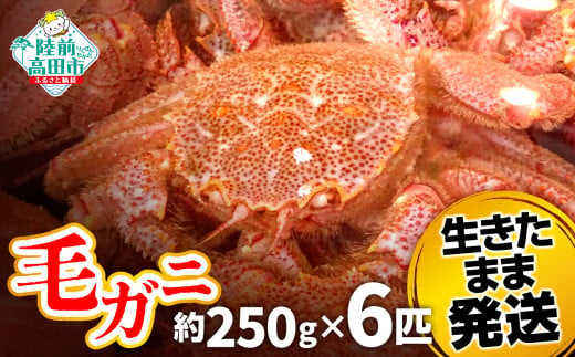 毛ガニ　約250g  6匹（尾）