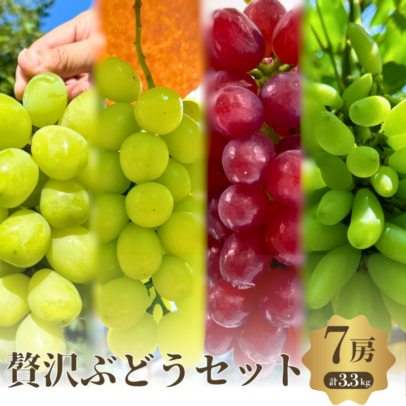 先行予約 数量限定 4種7房 3.3kg シャインマスカット マッターホルン ゴールドフィンガー クイーンセブン 食べ比べ 先行予約 2026年 極旨 ぶどうセット葡萄 ぶどう フルーツ 果物 大阪府 岸和田市