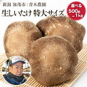 【ふるさと納税】生しいたけ 特大サイズ 選べる内容量「約500g」or「約1kg」《11月上旬から順次発送》 品評会で金賞受賞！ きのこ しいたけ 椎茸 特大 食べ応えあるビッグサイズ 肉厚で旨味たっぷり！ 加茂市 青木農園