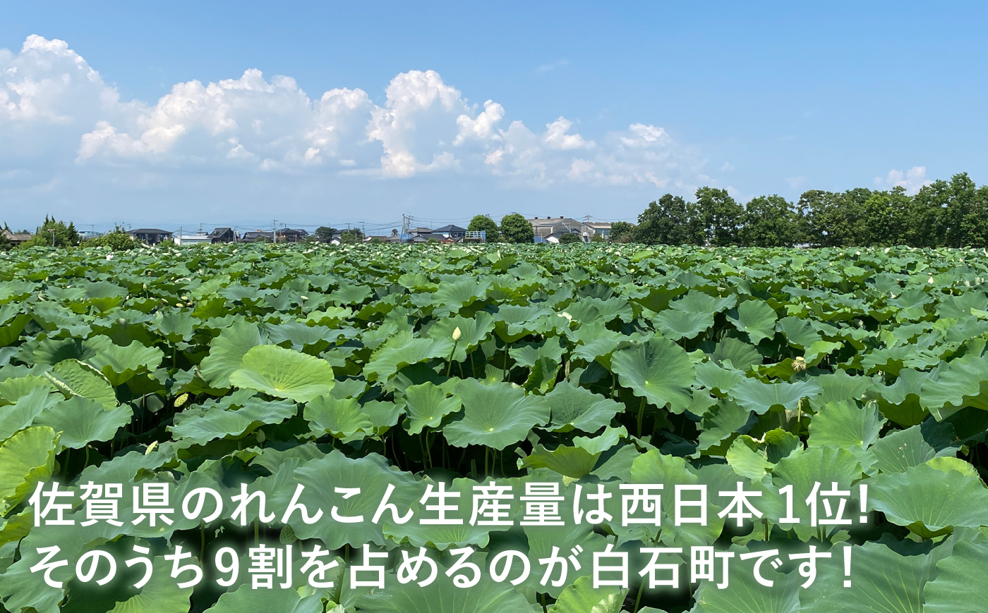【先行予約 2027年1月～発送】【年明け発送】【祖母は104歳 健康長寿の源！】 白石れんこん9kg（3kg×3箱） 【やまぐちれんこん店】蓮根 レンコン 泥付き 根菜 野菜 佐賀県産 [ICT00