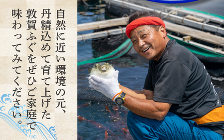 ＜先行予約＞【11月発送】フグ 敦賀ふぐ鍋てっさ セット（2～3人前）【冷蔵 海鮮 てっちり てっさ 刺身 トラフグ ふぐ 河豚 鍋 なべ】