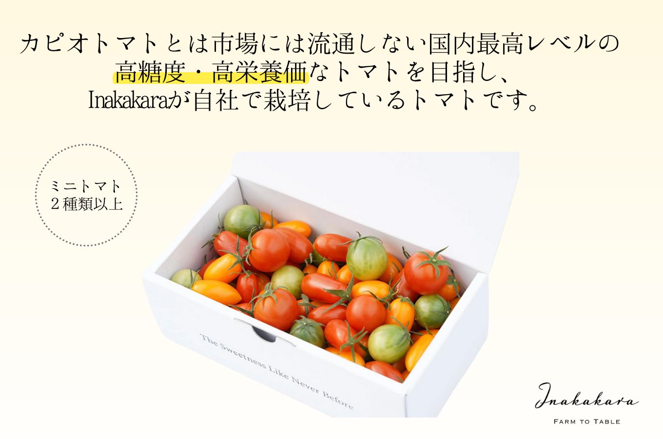 【山梨県南部町 共通返礼品】【カピオトマト】旬のおまかせ宝石ミニトマト箱 500g 株式会社アクロプラス  [5839-2224]