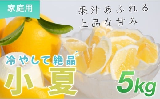 小夏 5kg 家庭用 日向夏 ニューサマーオレンジ 柑橘 みかん ノーワックス こなつ くだもの 果物 産直 旬の果物 お取り寄せ 産地直送 フルーツ 爽やか スッキリ 甘い 高知県 大月町産 コーラルフルーツ農場