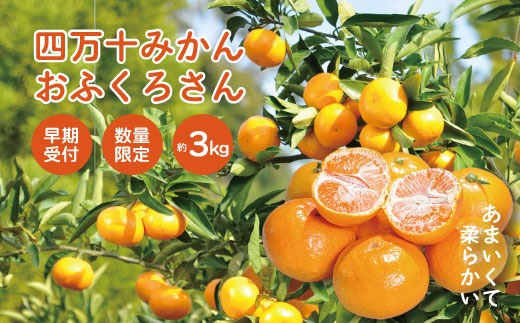 【早期受付・数量限定】農家直送！四万十みかん《おふくろさん》3kg 家庭用 予約 先行 先行受付 早期 早期受付 数量限定 2025年配送 家庭用 甘い あまい 旬 温州 温州みかん みかん 蜜柑 ミカン オレンジ フルーツ 果物 くだもの ジューシー 柑橘 四万十市 四万十 しまんと 高知県 高知 南国 土佐 四国 産地直送 農家直送 【2025年11月中旬より順次配送】25-550