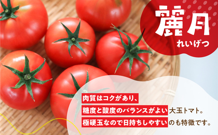予約受付≪期間限定≫（2025年7月中旬頃から順次発送）産地直送！飛騨トマト 麗月大玉20玉（4kg） 下呂市 とまと トマト 新鮮【27-1】トマト 大玉 トマト