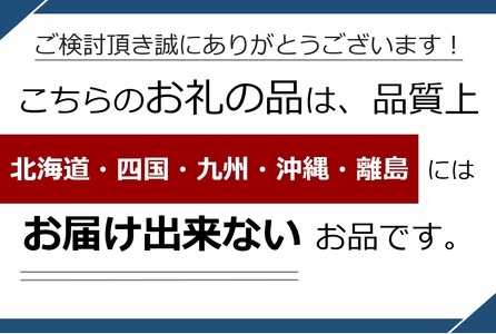 セルリア 5号鉢 カルメン【先行予約】 | 花 はな フラワー 苗木 ガーデニング 栽培 品種改良 ピンク 赤 オージープランツカルメン 長野県 松川村