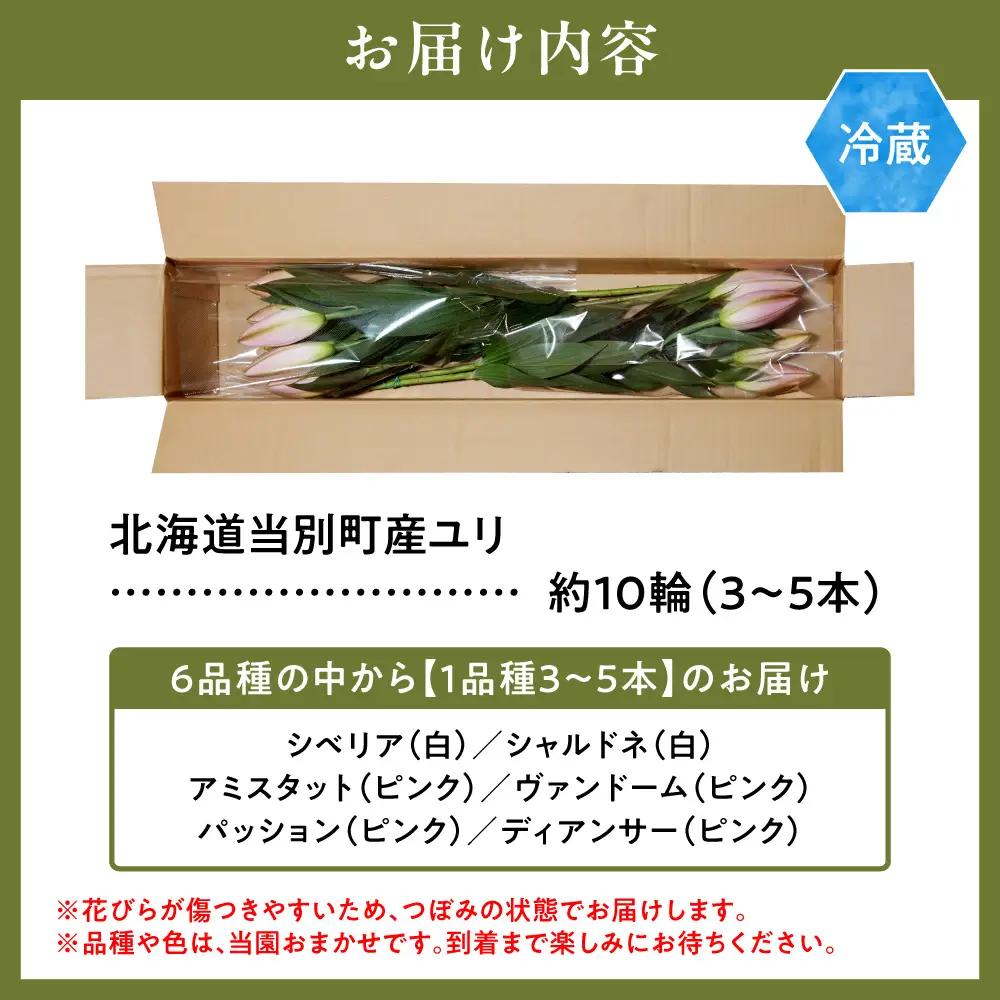 北海道当別町産ユリ | 花 ゆり 切花 農家直送 高品質 期間限定 北海道 当別町
