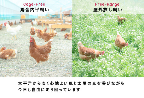 【3回定期便】無投薬・自然養鶏・平飼い卵 毎月５０個×３ヵ月お届け