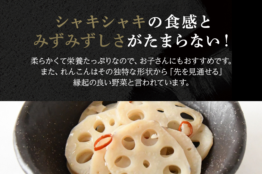 れんこん（中・小サイズ） 1.5kg 野菜 れんこん レンコン 蓮根 国産 8月上旬～2月中旬まで順次発送予定 51-C