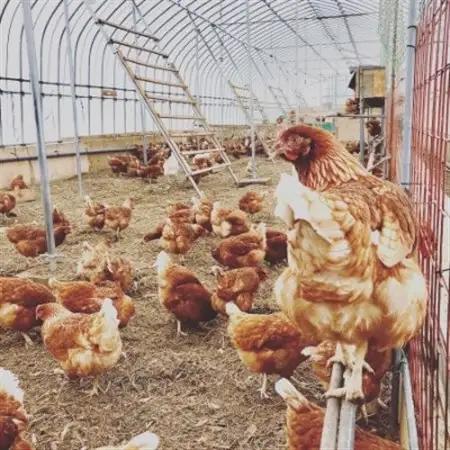 ファームモチツモタレツの平飼い自然有精卵20個_卵・乳製品 卵  たまご タマゴ 玉子_【配送不可地域：離島】【1506298】