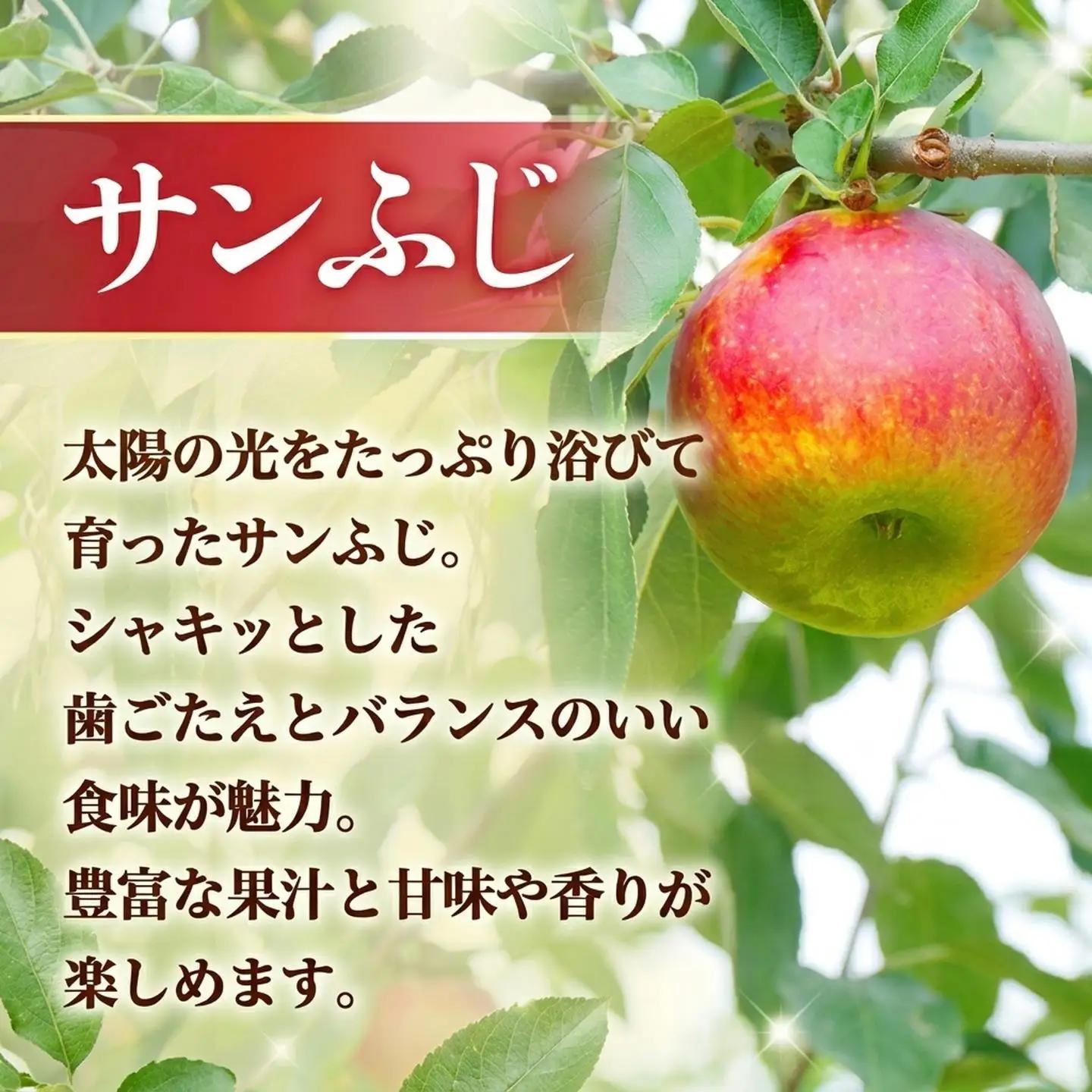 りんご サンふじ 約5㎏ りんご