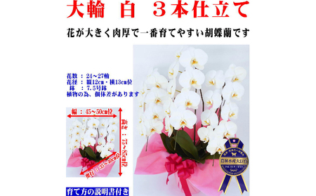 胡蝶蘭　白　3本仕立て　24～27輪（1月～3月寒冷地区お届け不可）