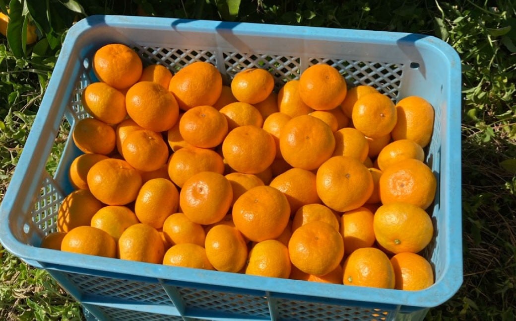 
            熊本県 河内産 みかん 興津早生みかん 5kg 有機肥料使用 【2025年11月上旬～11月下旬迄発送予定】 ／ おきつわせみかん 興津早生 ミカン 蜜柑 早生みかん わせみかん 早生 温州みかん うんしゅうみかん 河内みかん 果物 くだもの フルーツ 柑橘 果実
          