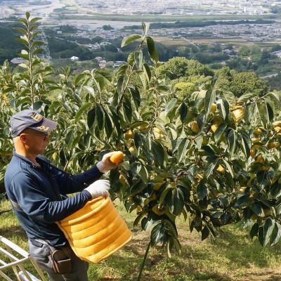 ふるさと納税 橋本市 【先行受付】柳フルーツ園のたねなし柿 |  | 03