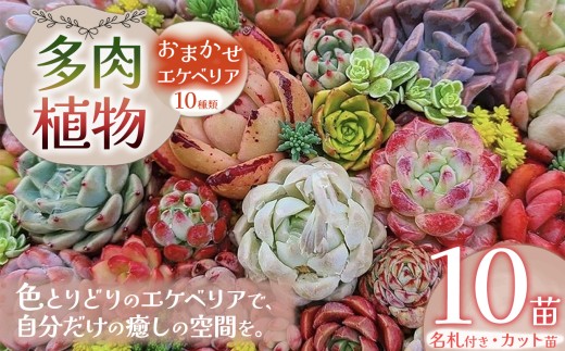 多肉植物 おまかせ エケベリア 10苗（抜き苗）| 選べる容量 多肉 植物 国産苗 抜き苗 初心者向け 育てやすい 観葉植物 インテリア プレゼント ギフト おしゃれ 彩り グラデーション 丈夫 簡単ケア おうち時間 癒し 栃木県 下野市