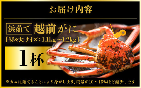 越前がに本場の越前町からお届け！ ≪浜茹で≫越前がに 特々大サイズ × 1杯（生で約1.1～1.2kg）食べ応え十分 食べ方しおり付き【1月発送分】【かに カニ 蟹】【福井県 越前町 雄 ズワイガニ 