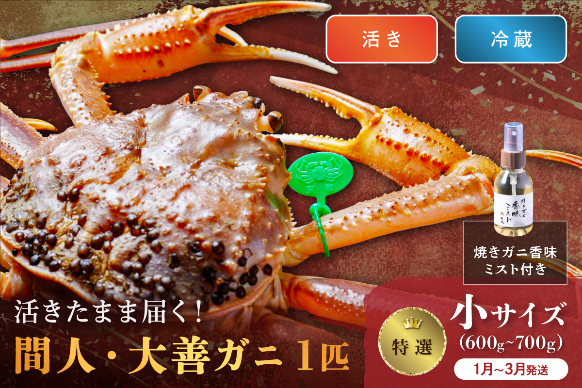 【蟹の匠 魚政】京丹後市産 活きたまま届く！　間人ガニ大善ガニ 特撰 小サイズ（600～700g) 1匹　香味ミスト付き(1月～3月発送）　UO01404