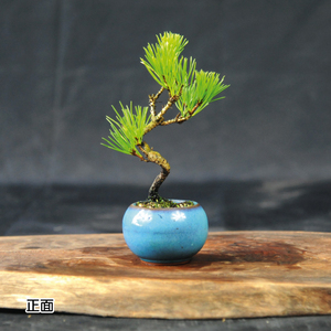 赤石の泉 黒松（鉢植え） S-27