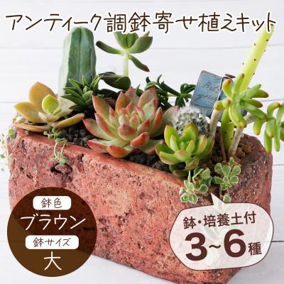 ふるさと納税 室戸市 サボテン多肉植物の「アンティーク調鉢寄せ植えキット」(鉢色・ブラウン、鉢サイズ・大)