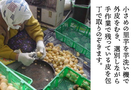 【先行予約】越前大野の里芋の洗い子【冷蔵】2kg【11月より順次発送】 ｜ 里芋 里いも さといも[A-001080]