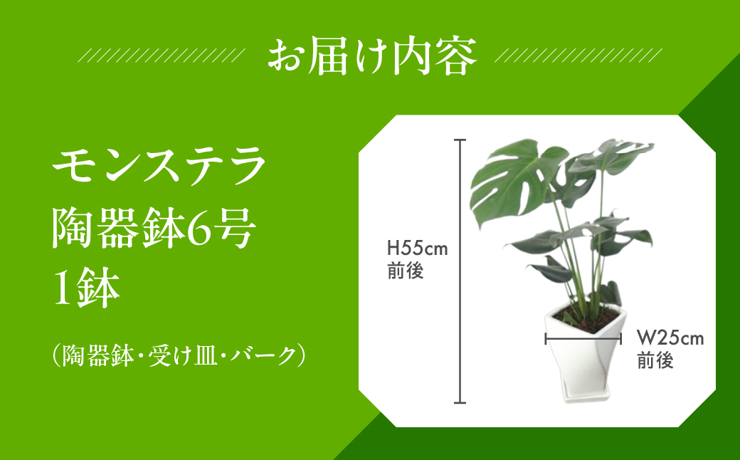 モンステラ 6号鉢 観葉植物 植物 6号鉢 人気 おしゃれ かわいい お手入れ 室内 大鉢 中型 インテリア リビング 玄関 寝室 キッチン オフィス プレゼント ギフト 新居 入居 インテリアグリー