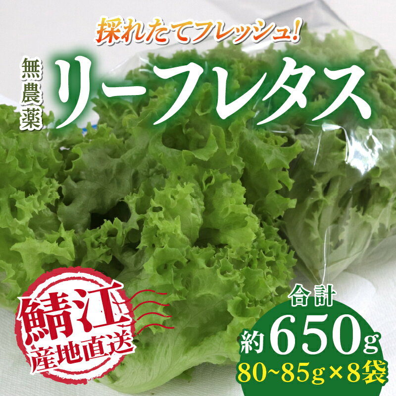 【ふるさと納税】採れたてフレッシュな無農薬リーフレタス 8個入り [A-14603] / レタス 野菜 サラダ 生野菜 無農薬 水耕栽培 洗わない 料理 ランチ ご飯 福井県鯖江市