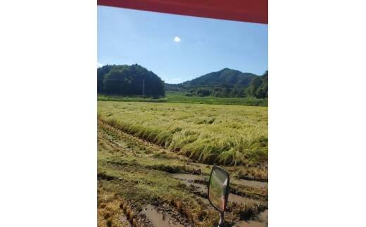 【令和7年産米】ミルキークイーン 10㎏ (5㎏×2) 米 コメ みるきーくいーん 精米 白米 10kg 5kg 国産 ごはん 人気 おすすめ  三重県 多気町 NNS-01