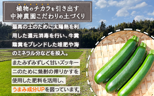 【産地直送】中神農園の ズッキーニ 約2kg (10～12本) 【期間限定：11月下旬～5月下旬発送】野菜 夏 やさい 煮る 炒める 生食 ミネラル ビタミンC ずっきーに 新鮮 甘み 酸味 用途多様