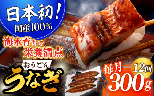 
＜全12回定期便＞【日本初！海水で養殖】長崎県産おうごん うなぎ 計3.6kg（約300g×12回）平戸市 / 松永水産 うなぎ 鰻 ウナギ 土用丑の日 九州産 蒲焼 かばやき [KAB140]
