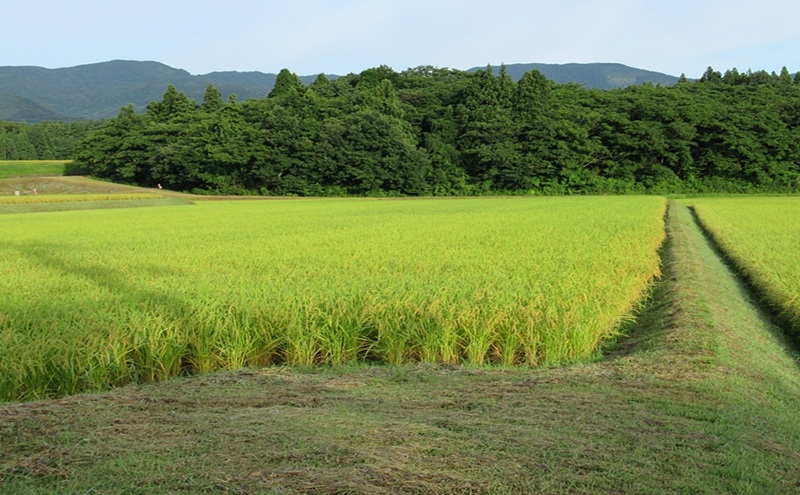 標高200mで育てた棚田米|令和7年・新潟県上越産・にじのきらめき精米10kg(5kg×2袋) 白米 お米 こめ おすすめ ふるさと納税 新潟 新潟県産 にいがた 上越 上越産 小島藤吉 神成石ファーム