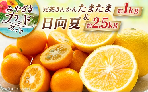 
                  ＜2027年発送＞みやざきブランドセット（完熟きんかん たまたま・日向夏） 宮崎県産
                
