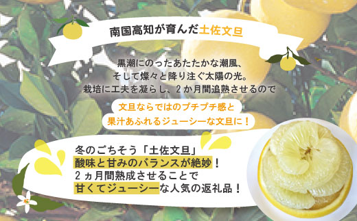 【訳あり・数量限定】熟成の土佐文旦5kg 家庭用 訳あり 訳アリ わけあり 大人気 人気 リピーター 予約 先行 旬 文旦 ぶんたん ブンタン フルーツ 果物 柑橘 四万十市 四万十 しまんと 高知 
