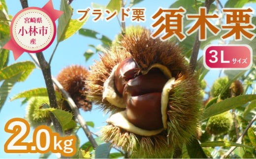 【期間・数量限定】ブランド栗「須木栗」3Lサイズ 2kg程度（生栗 マロン 栗 果物 フルーツ 限定 秋 旬）