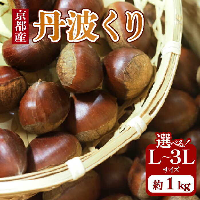 【ふるさと納税】 先行予約 2026年度産 京都府産 丹波くり 1kg 選べるサイズ L～3L 栗 大粒 秋 旬 味覚 くり 国産 丹波ぐり 丹波くり 生栗 生ぐり 和栗 生くり 京都 京都府 JA JA京都 丹波栗 15000円 20000円 26000円