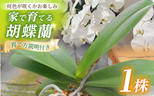 【家で育てる胡蝶蘭！】胡蝶蘭 苗1株【足柄金太郎洋蘭園】開成町 洋蘭 蘭 お花 生花 苗 花苗 [BDAB001]