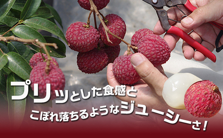 都城産生ライチ『月の真珠』《特秀》12個入_AD-F503-7_(都城市) ジューシー 南国 宮崎 都城市 生ライチ 月の真珠