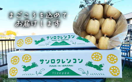 れんこん 新鮮な朝採れ 4kg れんこん